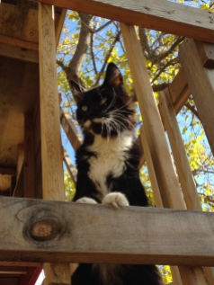 Toulouse In Tree House 3