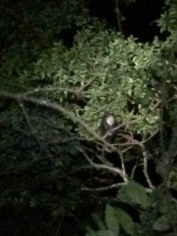 There's probably some special equipment or something you could get that would enable a good photograph of an animal high up in a tree in the dark. We don't have it.